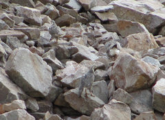 Tetraogallus caucasicus