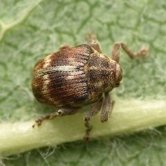 Coeliodes ruber