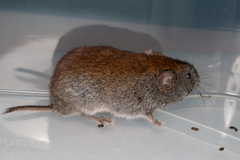 Craseomys rufocanus