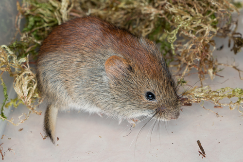 Northern Red-backed Vole, г. Верхний Тагил, Свердловская обл., Россия, photo 9 of 10