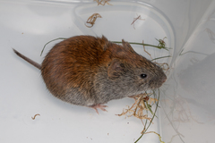 Craseomys rufocanus