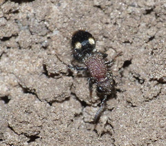 Glossotilla