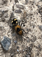 Dasymutilla munifica