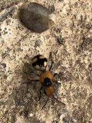 Dasymutilla munifica