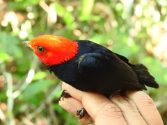 Ceratopipra rubrocapilla