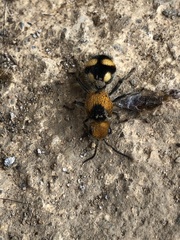 Dasymutilla munifica