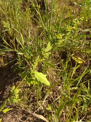 Chenopodium acerifolium