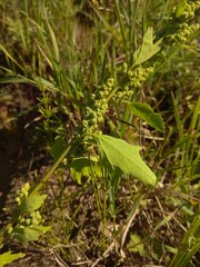 Chenopodium acerifolium