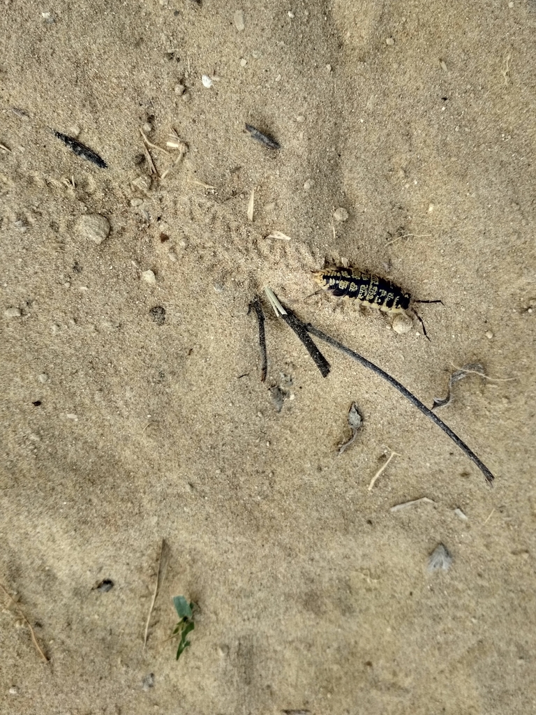 Porcellio ornatus