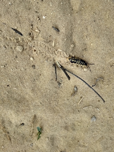 Porcellio ornatus