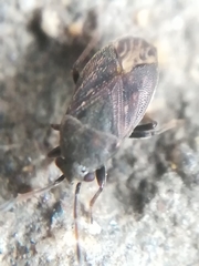 Stygnocoris fuligineus
