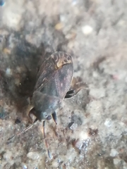 Stygnocoris fuligineus
