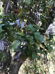 Beilschmiedia miersii