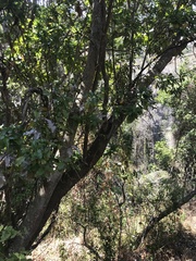 Beilschmiedia miersii