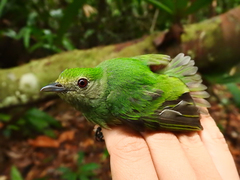 Lepidothrix coronata