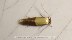 Opogona nipponica