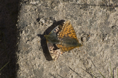 Boloria alaskensis