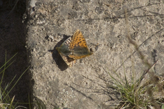 Boloria alaskensis