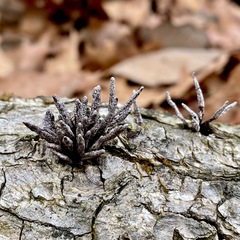 Xylaria longiana