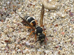 Pseudepipona herrichii