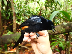 Tachyphonus surinamus