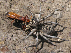 Cryptocheilus rubellus