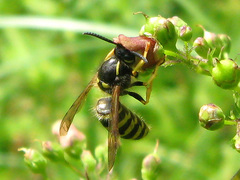 Dolichovespula sylvestris