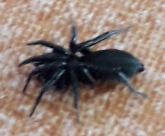 Zelotinae