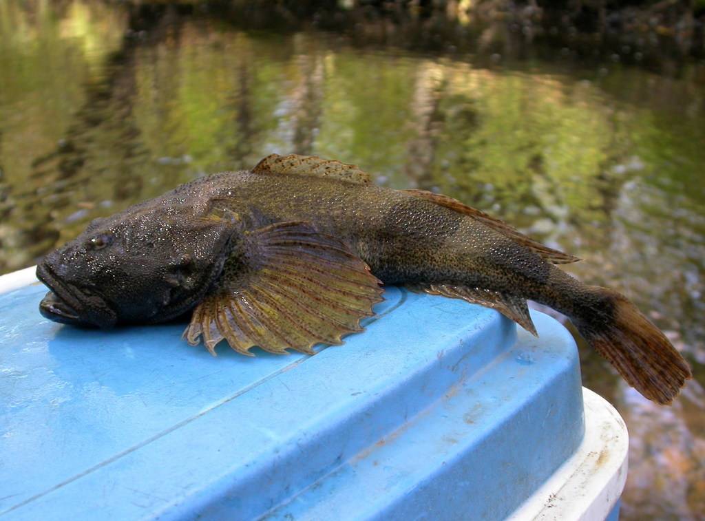 Amur Sculpin