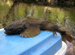 Amur Sculpin photo 1