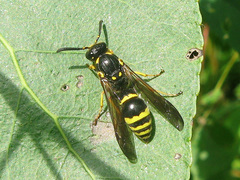 Symmorphus crassicornis