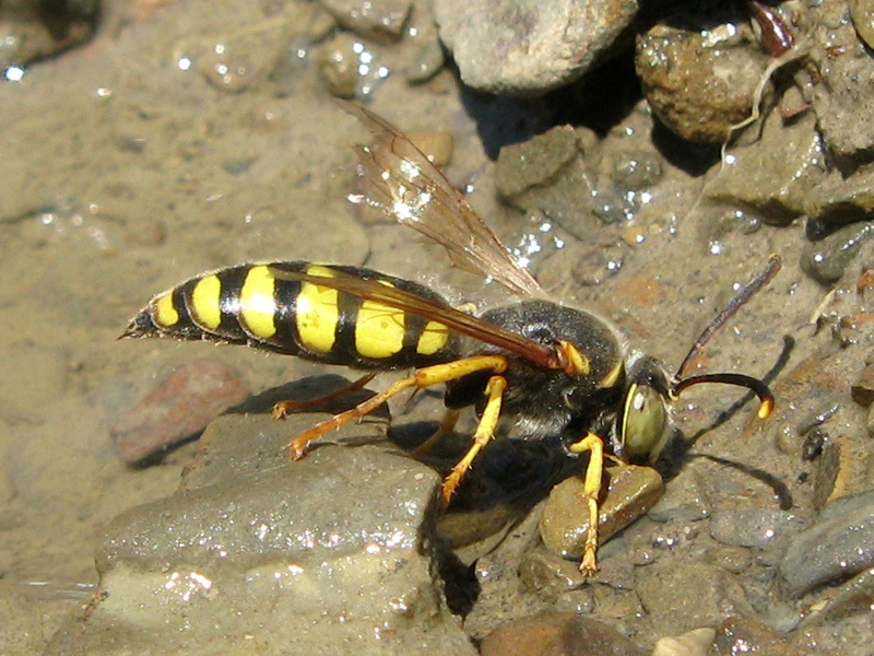 Stizus fasciatus