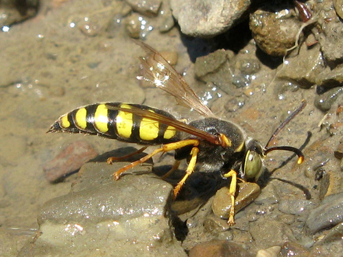 Insects Id: Stizus, Stizus