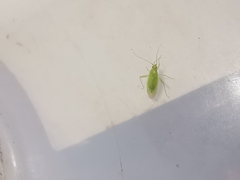 Blepharidopterus diaphanus