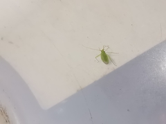 Blepharidopterus diaphanus