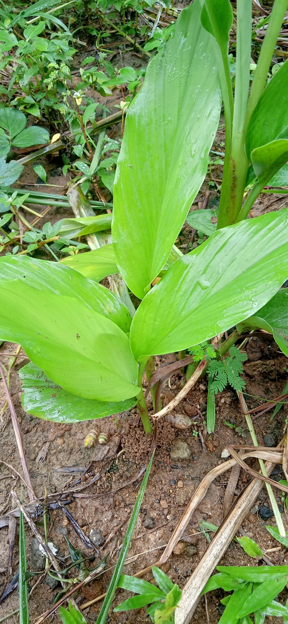 Curcuma longa L.