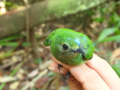 Lepidothrix coronata