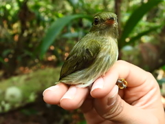 Machaeropterus pyrocephalus