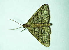 Lepidoptera