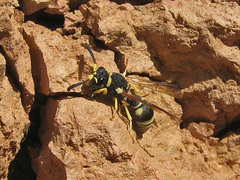 Jucancistrocerus caspicus