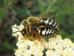 Sphecius conicus