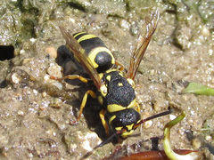 Euodynerus disconotatus