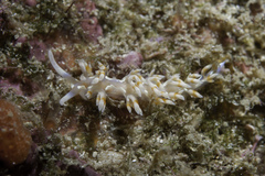 Flabellina engeli