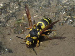 Euodynerus fastidiosus