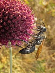 Sphex leuconotus
