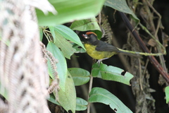 Atlapetes melanolaemus