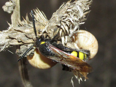 Scolia fuciformis