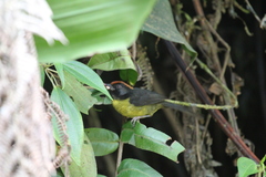 Atlapetes melanolaemus