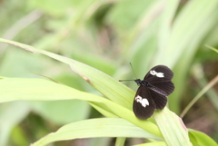 Eueides heliconioides