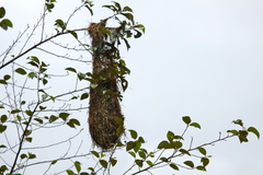 Psarocolius angustifrons